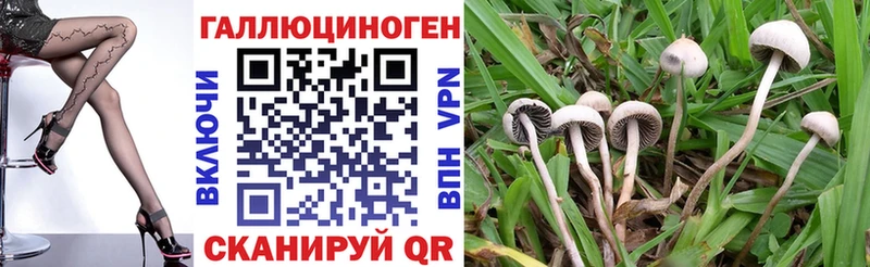 где можно купить наркотик  Медногорск  Псилоцибиновые грибы Cubensis 
